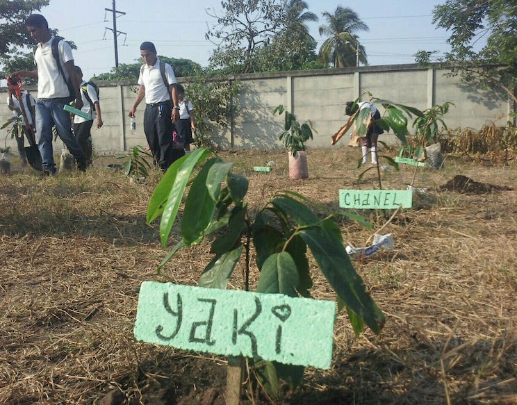 Yo Adopto un &Aacute;rbol